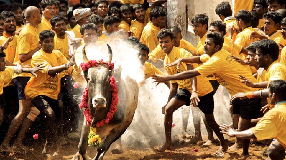 Now Aadhaar mandatory for Jallikattu in Madurai