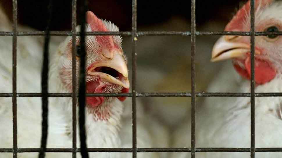 Japan starts chicken cull after confirming bird flu outbreak