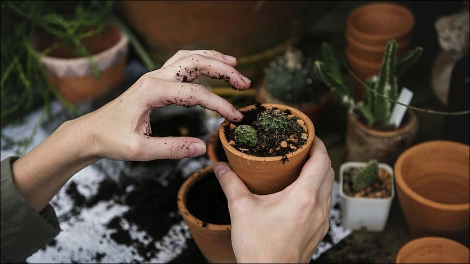 Dig your way to good health: Gardening can help old people remain healthy