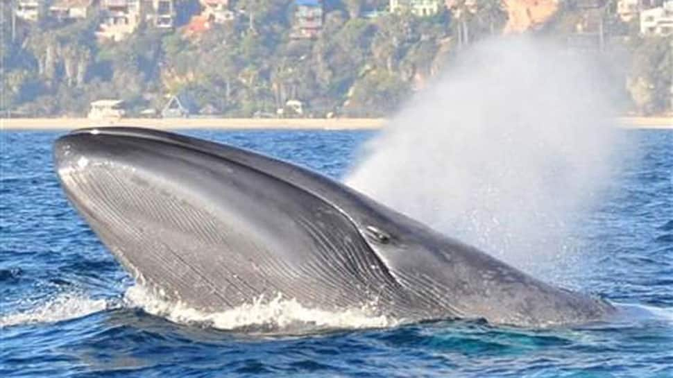 Watch: Whale comes to the rescue of female diver, saves her from tiger shark