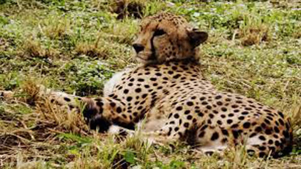 Leopard enters Lucknow school, later captured