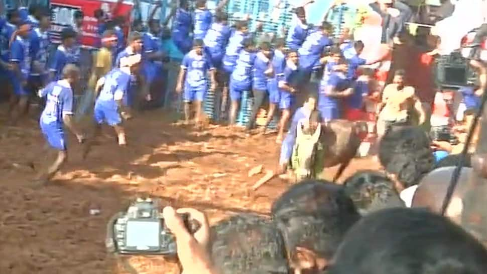 With 3000 bulls and 1000 bull tamers, Jallikattu begins in Madurai 