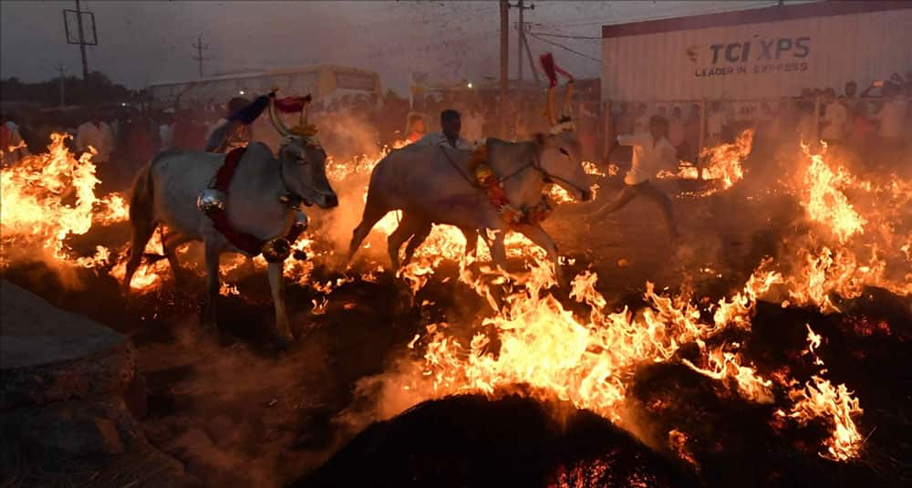 Cattle run over fire during Makar Sankranti celebrations in Bengaluru.