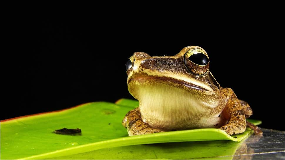 &#039;Clockwork Orange&#039; frog species named after Stanley Kubrick