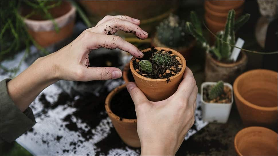 Gardening may improve health of cancer survivors, enhance their self-worth