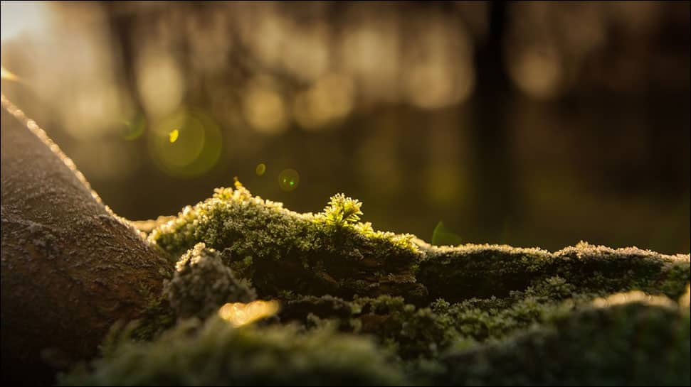 Moss that can remove lead from water identified