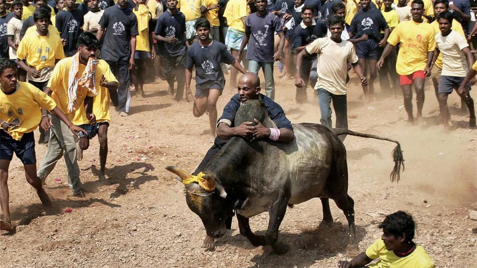 SC frames 5 questions on Jallikattu case, refers matter to Constitution bench