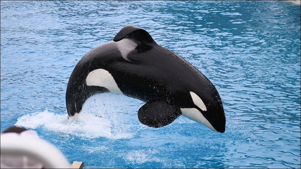 14-year-old killer whale successfully imitates human speech