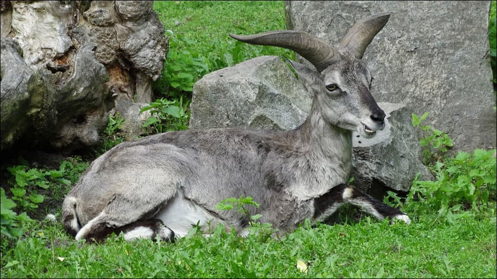 Himalayan blue sheep infected by virus which causes eyes to bulge out