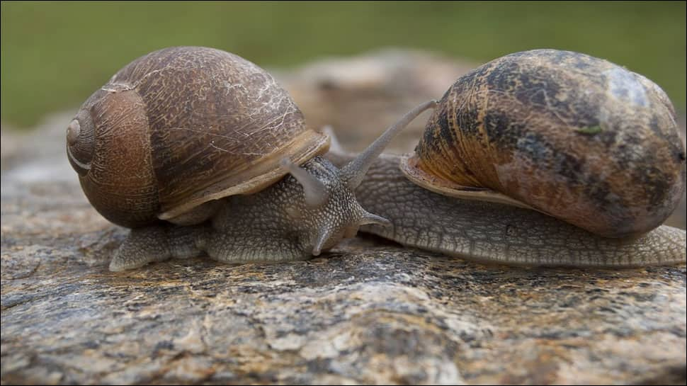 Doctors Remove Sea Snail Living Growing Inside 11 Year Old S Skin Environment News Zee News