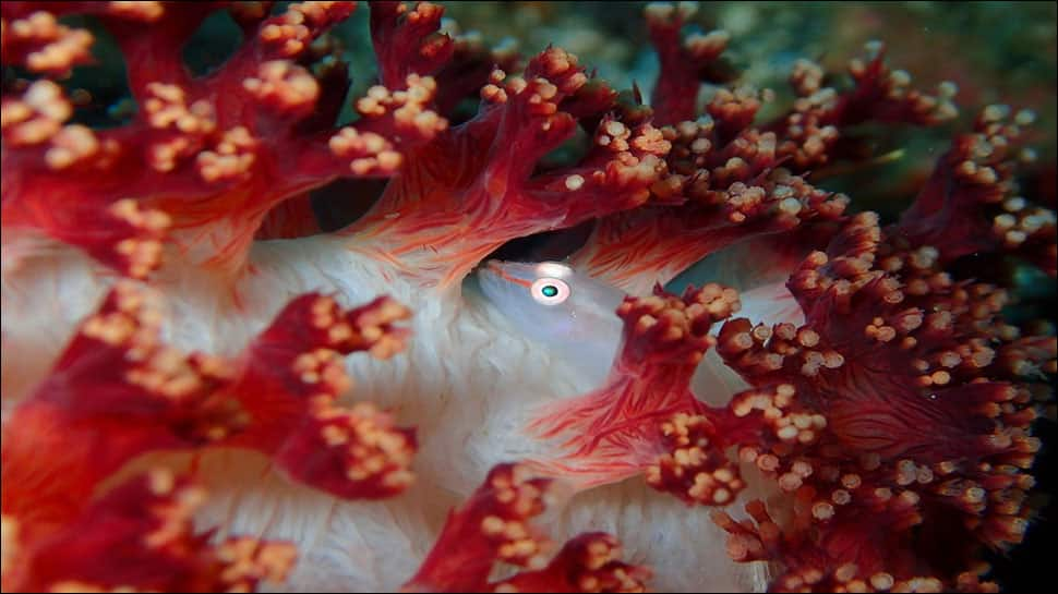 Australia has lost almost 99% of its crustacean reefs: Study ...