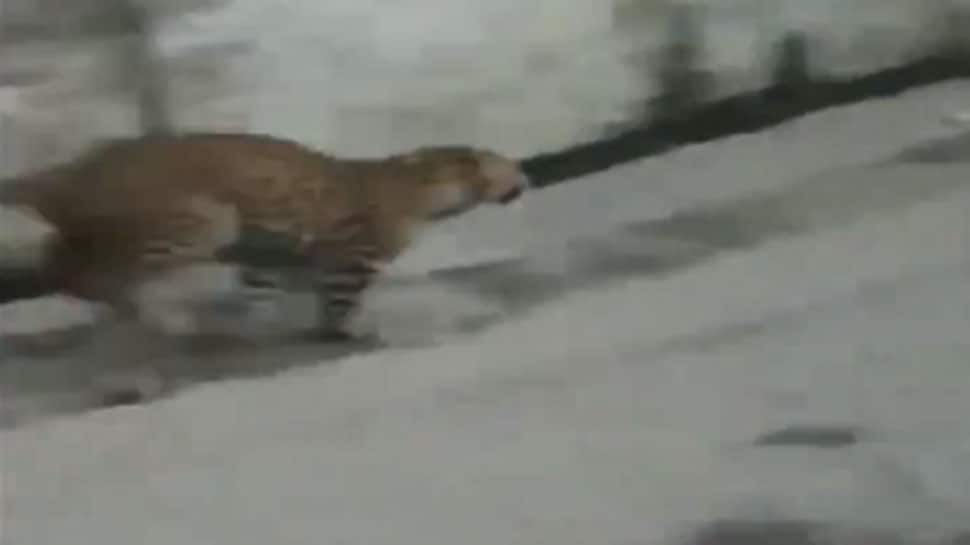 WATCH: Leopard enters streets of UP&#039;s Sarojaninagar, creates panic among locals