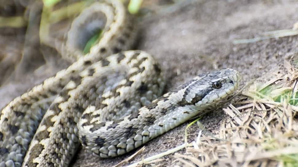 Madhya Pradesh: Drunken man bites snake to death, survives