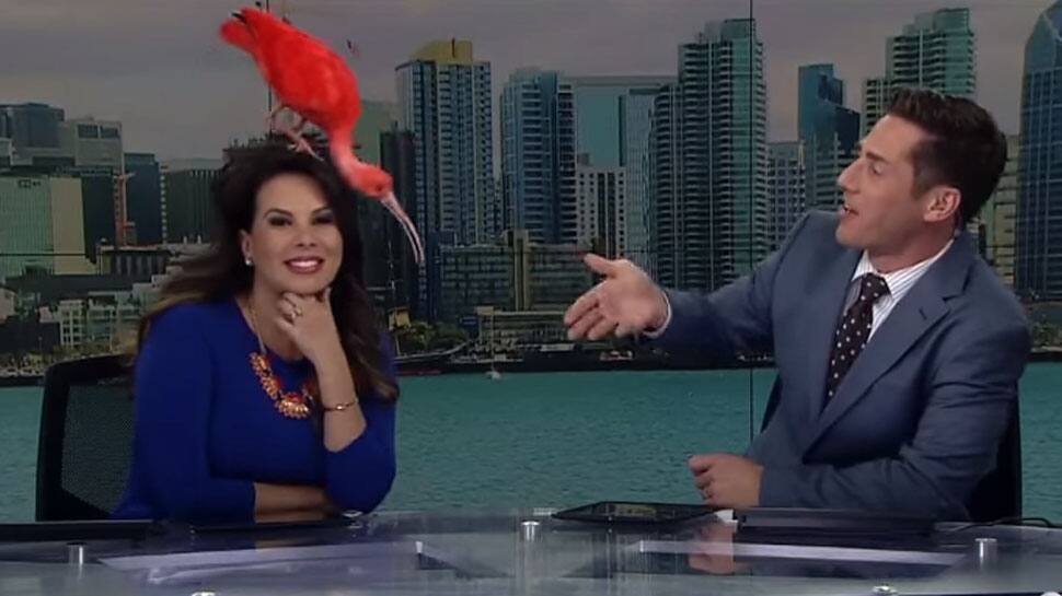 Watch: When a bird landed on news anchor&#039;s head on live TV and stole the show