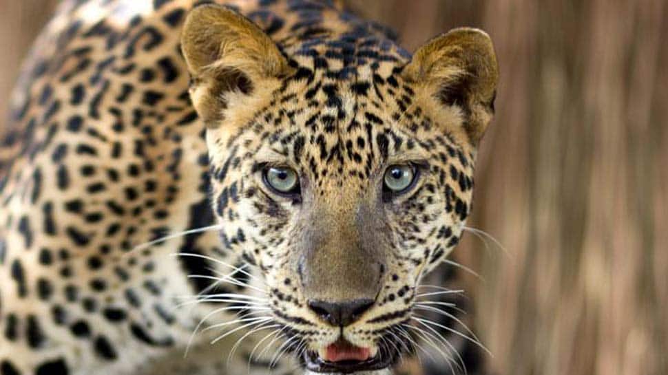 NTCA awaits Supreme Court verdict on bringing &#039;Cheetah&#039; from Africa
