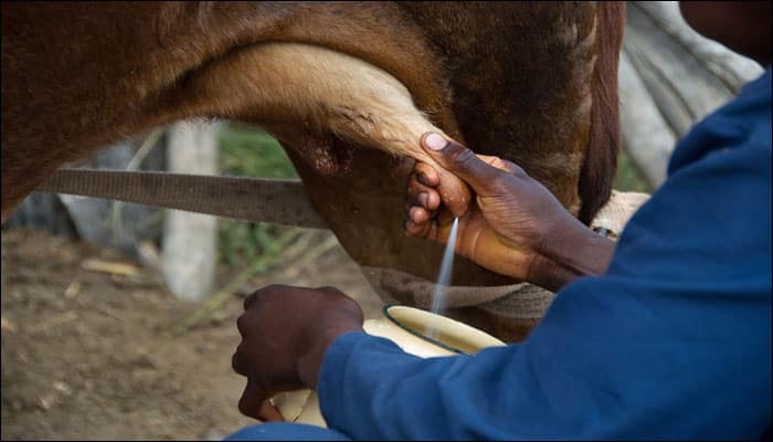 Kids allergic to cow&#039;s milk may have lower weight, height