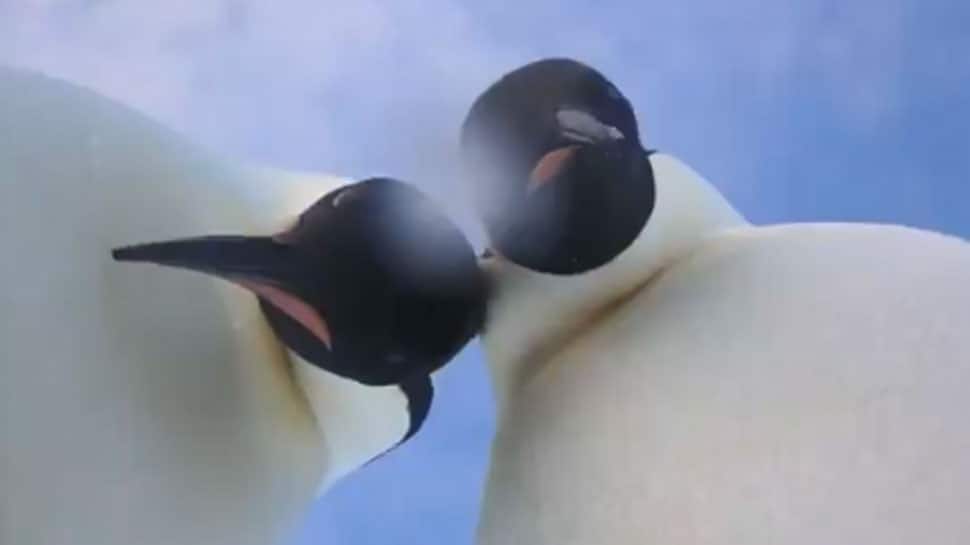 Video: Curious Emperor Penguins pose for &#039;selfie&#039; in Antarctica