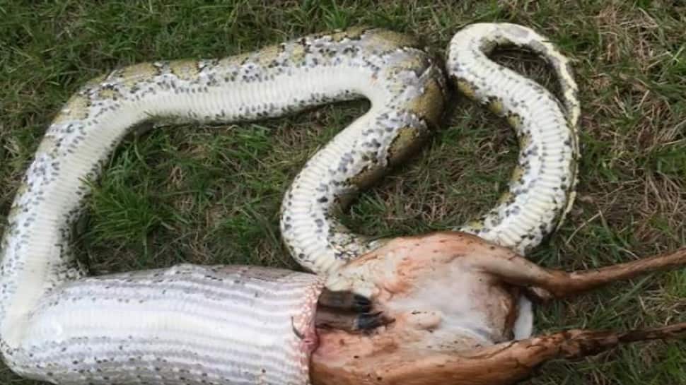 Bizarre! 11-foot-long Burmese python devours deer that weighs more than