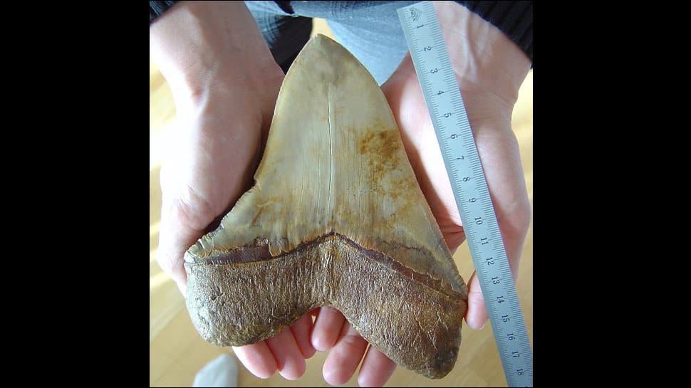 Ancient giant shark tooth goes missing in Australia