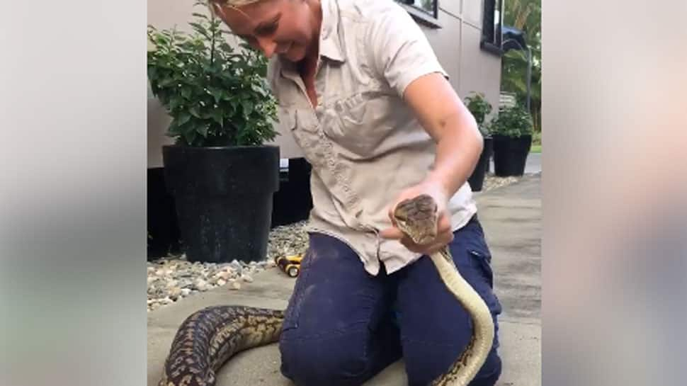 Watch: Massive Python caught by woman in Queensland after it swallows a family cat 