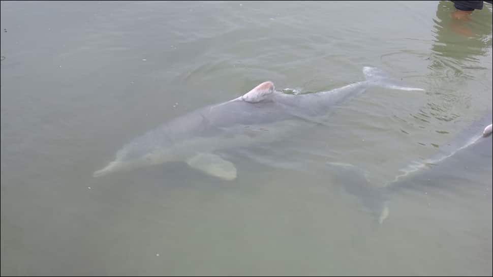 Rare Australian dolphin at risk of extinction: Study