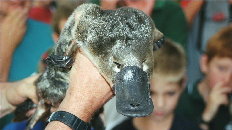 Platypus milk may help fight superbugs: Study