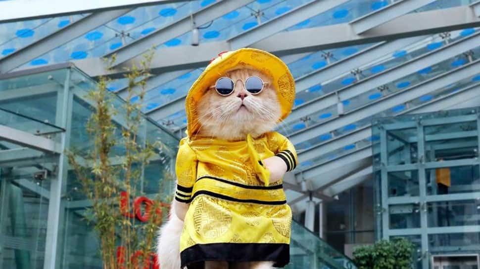 In Pics: Three-year-old cat from Vietnam who has become an internet sensation