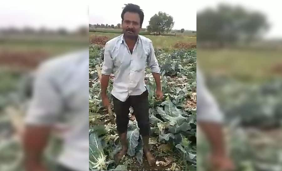 Video of Maharashtra farmer destroying cauliflower crop goes viral – Watch