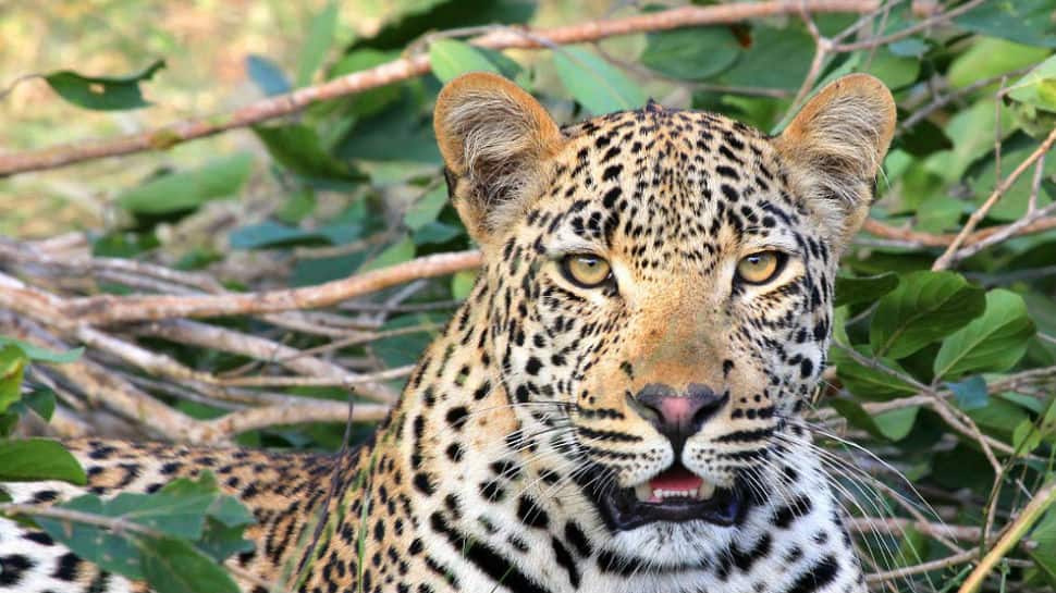 Leopard attacks three-year-old in Uttarakhand, drags him into forest