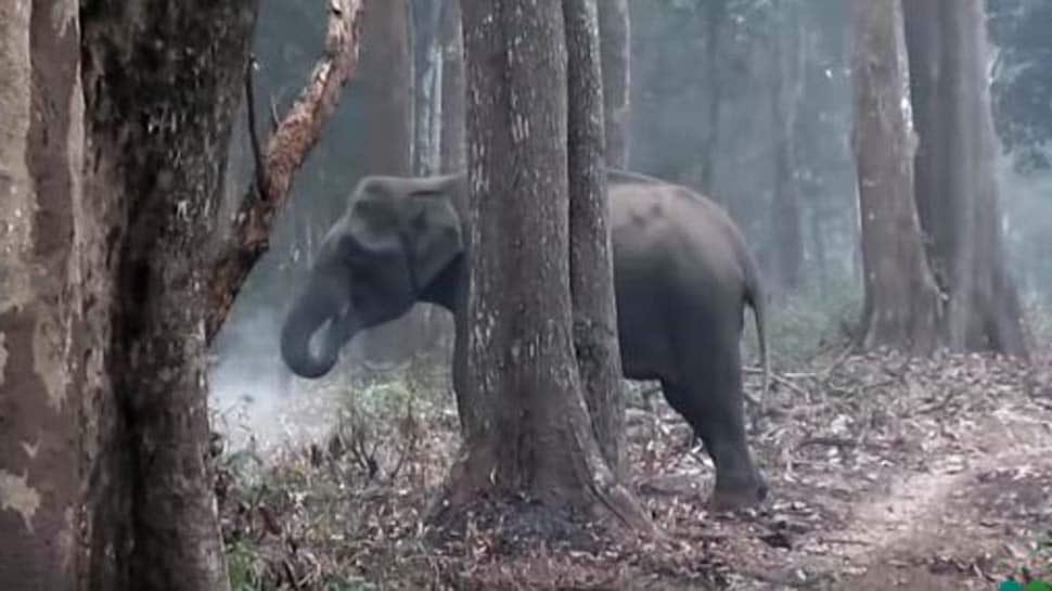 Elephant caught &#039;smoking&#039; on camera baffles wildlife experts –Watch video
