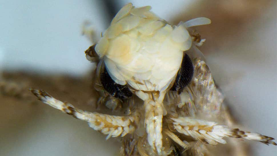 Troll or honour?: Scientist discovers moth with yellowish head in Mexico, names it Donaldtrumpi