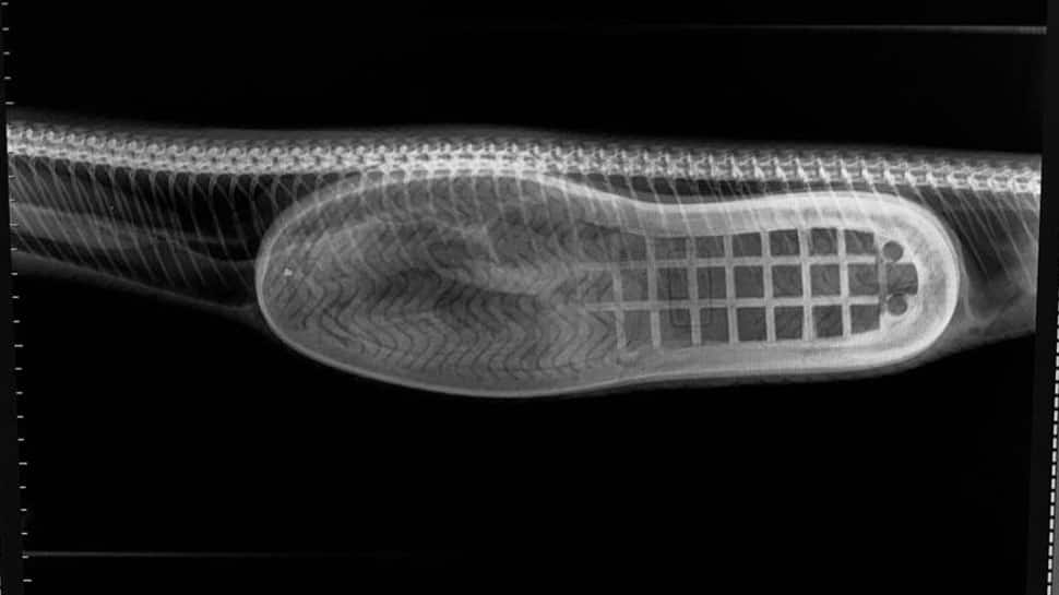 Python swallows a slipper, Australian veterinarian performs surgery to remove it