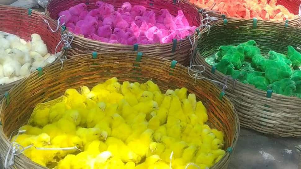 Coimbatore: Dyed chicks sold on streets raises eyebrows