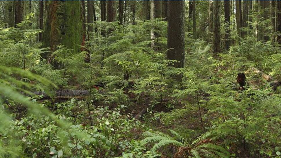 To prevent collapse of tropical forests, protect their shape