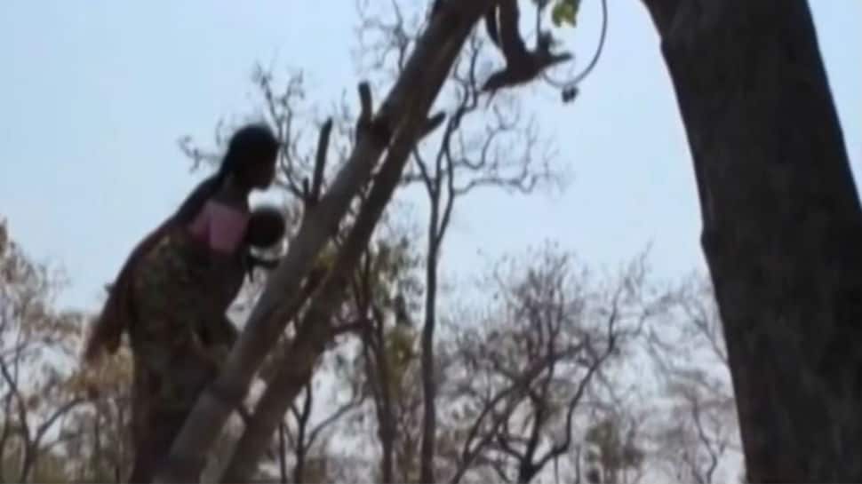 Troubled by wild elephants, tribal family builds home on top of 50-foot tree