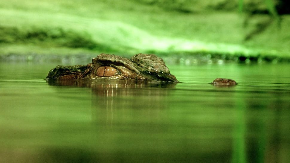 Man-eater crocodile caught in UP&#039;s Shahjahanpur, released in river