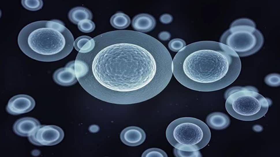 Novel method to generate stem cells developed