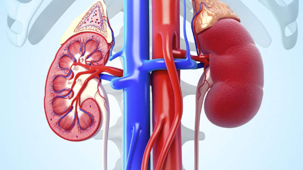 Here&#039;s how you can keep your kidney healthy