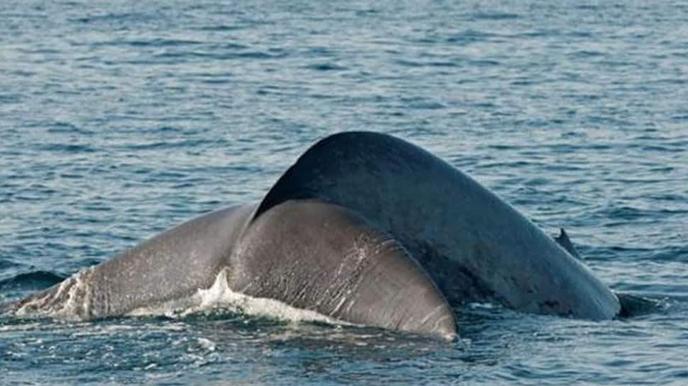 Sperm whale `clicks` help scientists understand behaviour