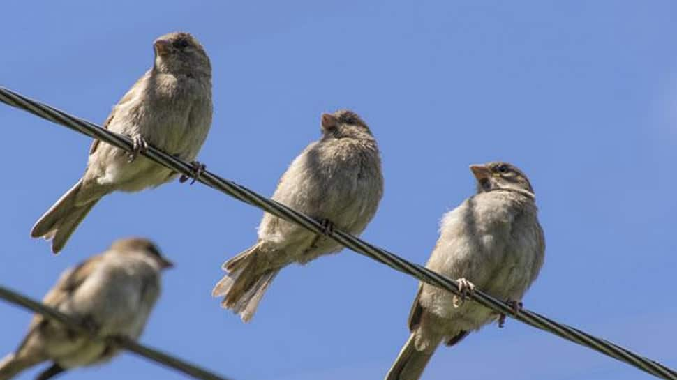 Australian birds hit by &#039;mysterious&#039; illness