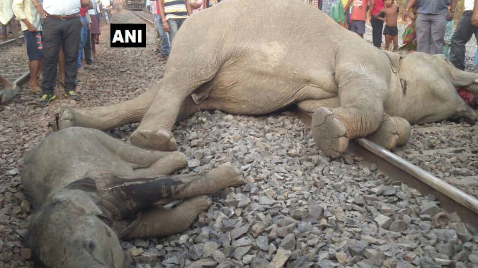 Odisha: 4 elephants run over by speeding train, die on spot