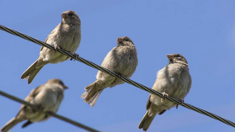 Urban areas crowded with more &#039;nuisance&#039; birds: Study