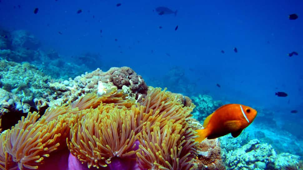 Global warming killing the Great Barrier Reef: Study