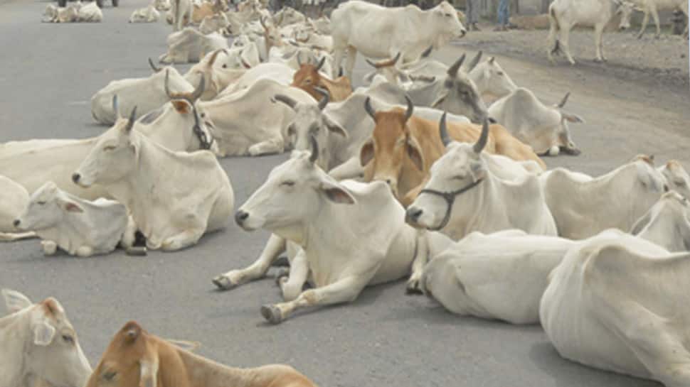Cow may be biggest mammal if humans keep up extinctions: Study Cow may be biggest mammal if humans keep up extinctions: Study