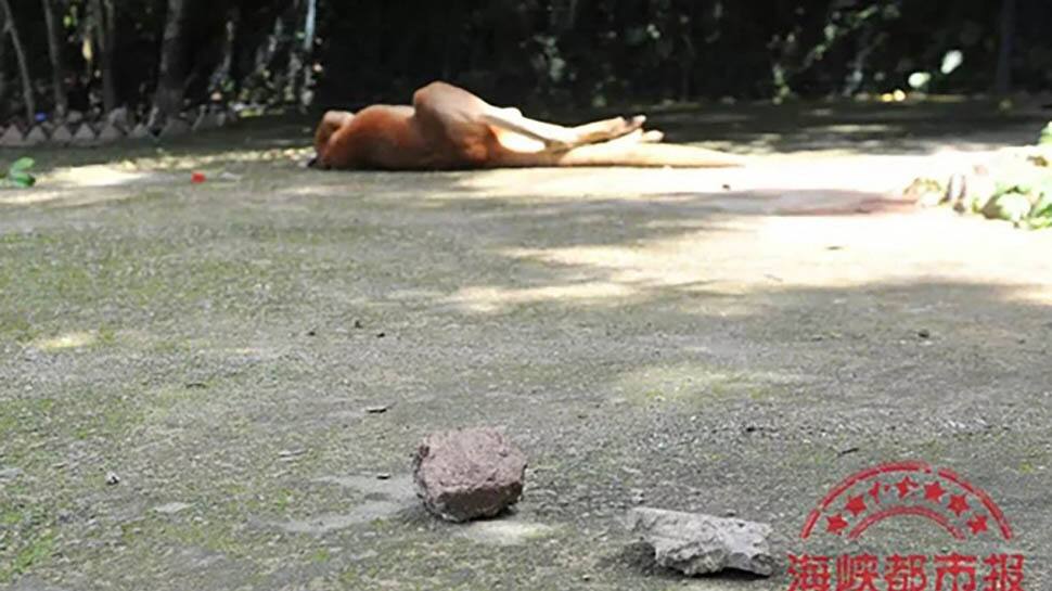 Horror: Chinese tourists wanted to see kangaroo hop, they threw stones till they killed her