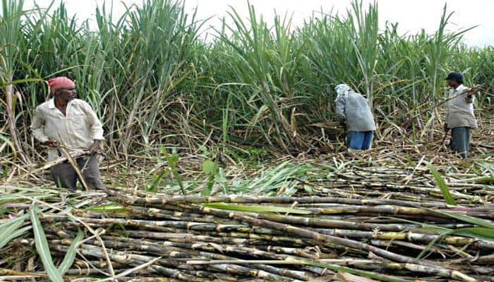 Govt approves assistance of Rs 5.5 per quintal for sugarcane farmers