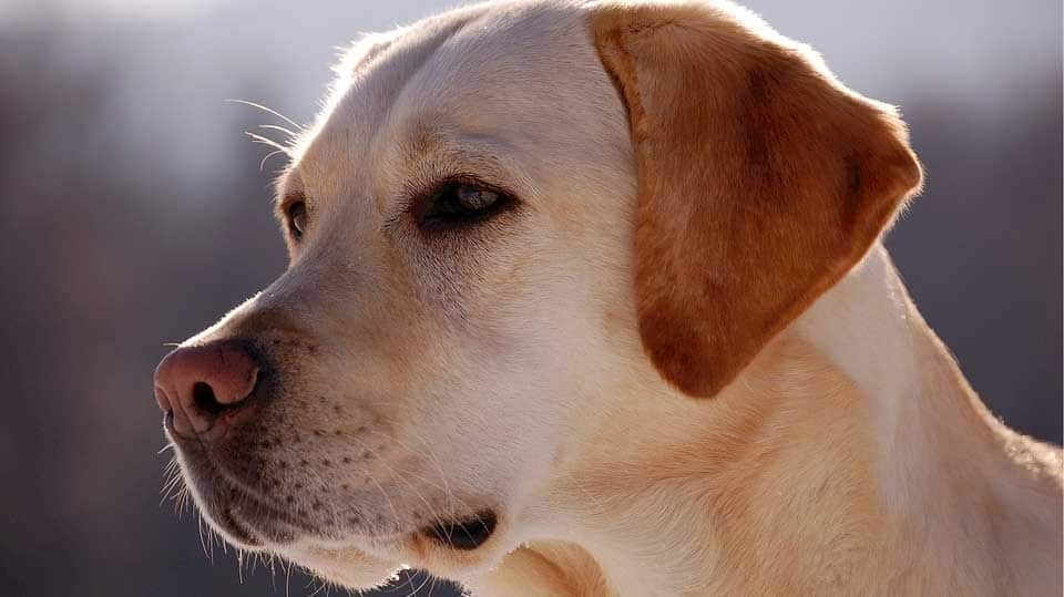 Loyal dog shields drunk owner sleeping in California street