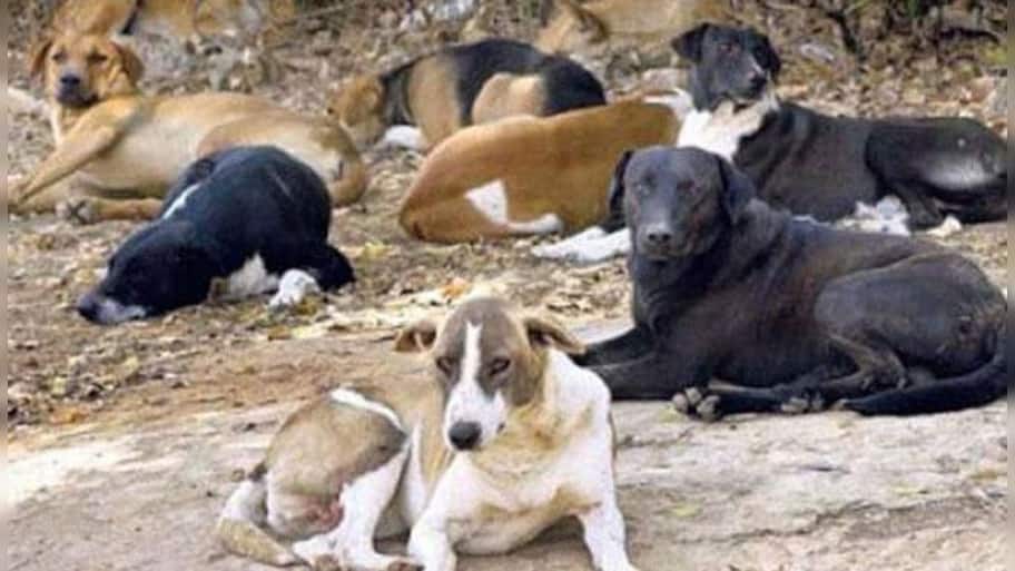 Now, a 12-year-old girl mauled to death by pack of dogs in Uttar ...