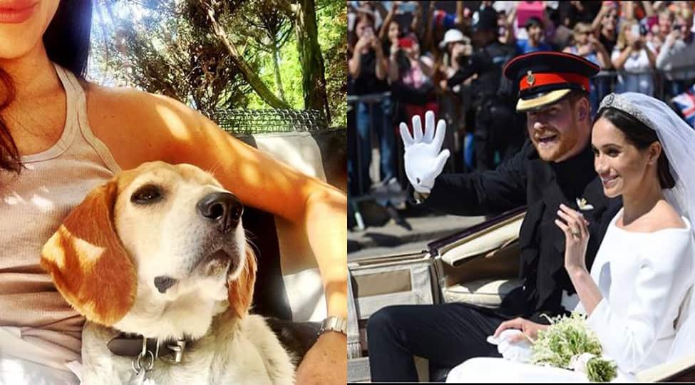  Meet Guy, the dog who accompanied Meghan Markle at the Royal Wedding