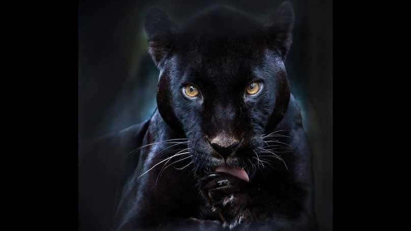 Rare black Panther spotted in Odisha&#039;s Sundergarh forest: See Pics